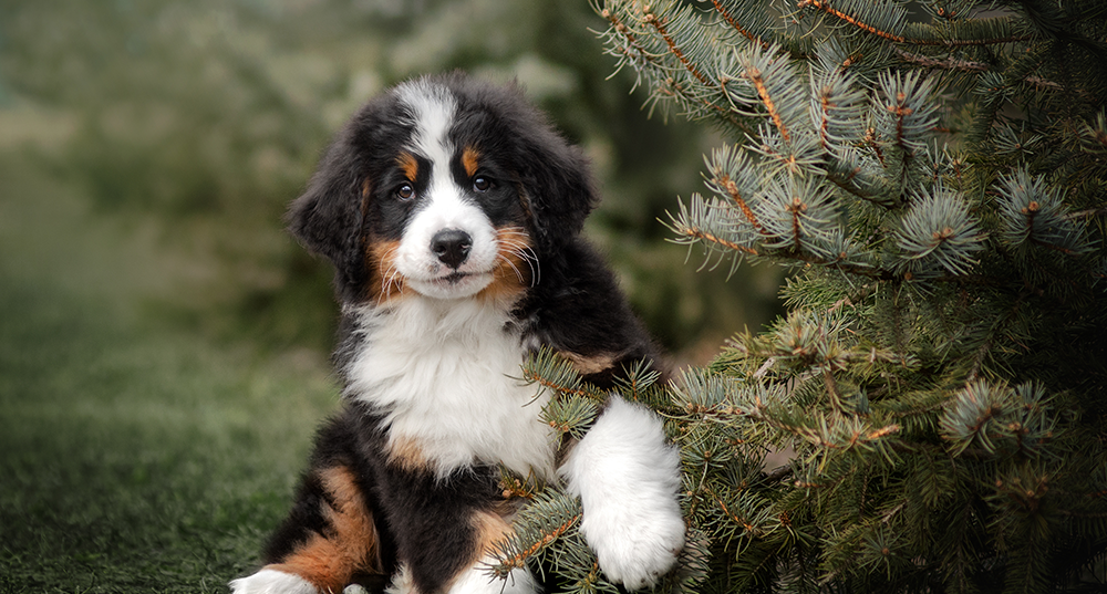 Hunderasse Berner Sennenhund