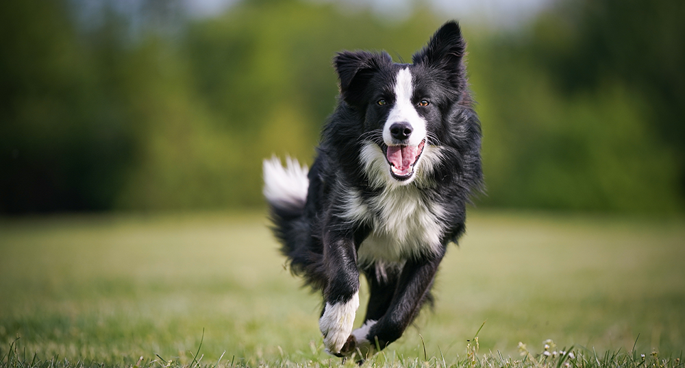 Hunderasse Border Collie