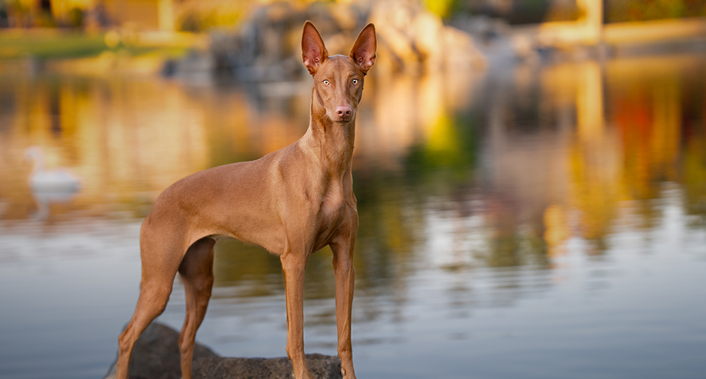 Hunderasse Pharaonenhund