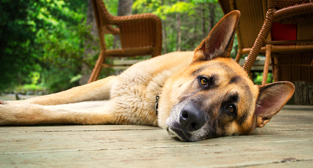 Hunderasse Schäferhund