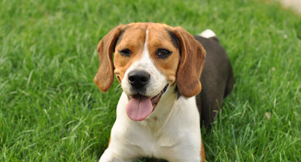 Hunderasse Beagle