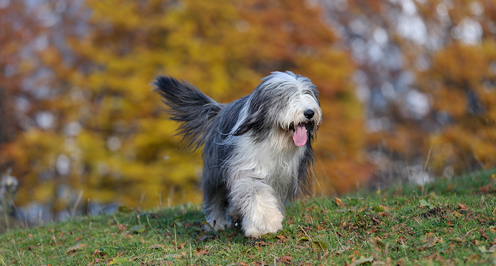 Hunderasse Bobtail