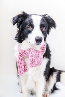 Border Collie Krankheiten