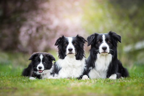 Hunderasse Border Collie