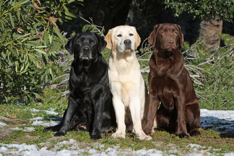 Hunderasse Labrador