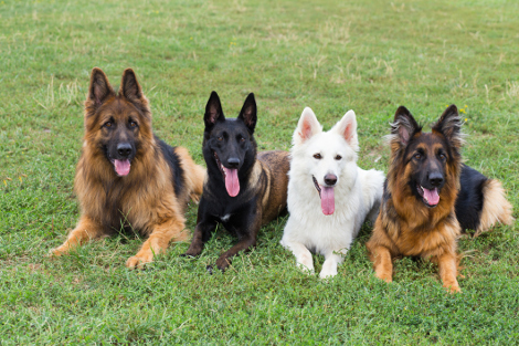 Hunderasse Schäferhund